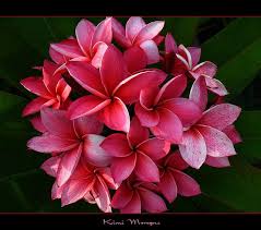Hawaiian Flowers The Plumeria Kimi Moragne Hawaiian Flowers Plumeria Flowers