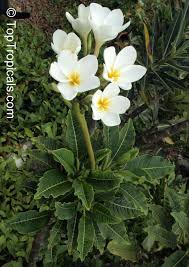 Pin On Plumeria Flowers And Other Flowers I Like