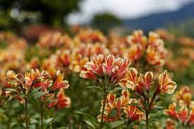 Flor De Alstroemeria Amarela Lirio Peruano Ou Lirio Dos Incas Foto Premium