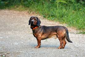 Image result for alpský brakýř jezevčíkovitý