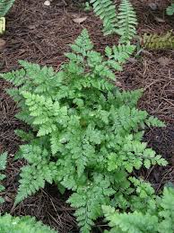 Image result for Rumohra adiantiformis