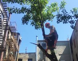 Bamboo has a bad reputation for spreading like wildfire. Want To Plant Some Trees On Your Nyc Building S Rooftop There Are A Few Things You Should Know
