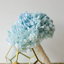 Two main methods are used to dry hydrangea flowers: Light Blue Hydrangea Bouquet Bridesmaids Preserved Dried Flowers Real Flowers Sky Blue Serenity Bridal Bouquet Blue Hydrangea Bouquet Blue Green Wedding