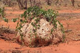 Image result for Pyrenacantha