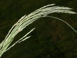 Image result for Leptochloa fusca