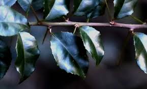 Image result for Scolopia mundii