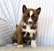 Puppies for sale in pennsylvania pa! Rusty Pomsky Puppy For Sale In Mcclure Pa Happy Valentines Day Happyvalentinesday2016i