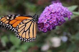Read more 15 first time dad gifts 84 Plants Butterflies Love Illustrated List