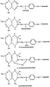 Chapter 4 Folate And Folic Acid
