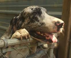 He was picked up at the dollar general store off mobile hwy in pensacola. Florida Rescue Saves 73 Great Danes Abandoned By Owner Pet Rescue Report