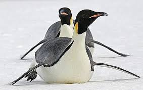 Birds That Look Like Penguins But Aren T Mesmerizing Nature Penguins Emperor Penguin Penguins And Polar Bears
