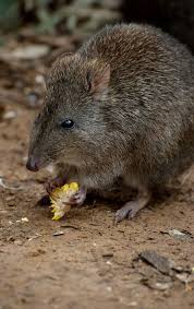 Potoroo Australian Animals Animals Australian Fauna