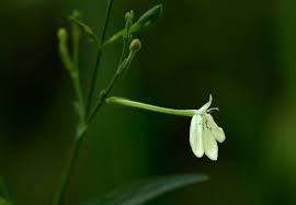 Image result for Rhinacanthus zambesiacus