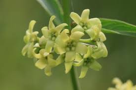 Image result for Vincetoxicum stenolobum