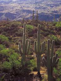 Image result for Tragia lasiophylla