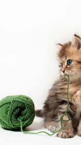 Tatli Kedi Oyun Oynuyor Sevimli Kediler Guzel Kediler Evcil Hayvanlar