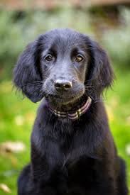 Maybe you would like to learn more about one of these? Flat Coated Retriever Puppies For Sale In Pa Bmo Show