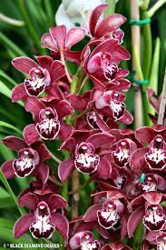 Cymbidium Unknown Hybrid Orchids Botanical Gardens Diamond Image