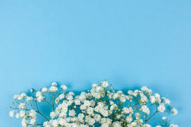 Free Photo Beautiful White Baby S Breath Flowers Arranged On Blue Backdrop