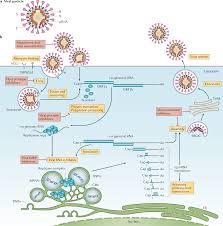 Maybe you would like to learn more about one of these? Coronavirus Biology And Replication Implications For Sars Cov 2 Nature Reviews Microbiology
