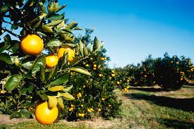 (redirected from florida orange groves winery). Florida Orange Grove Photograph By Eunice Harris