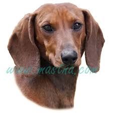 Image result for karelský medvědí pes