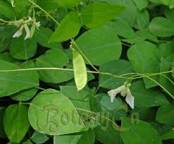 Image result for Voacanga bracteata