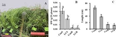 Image result for Eragrostis tef