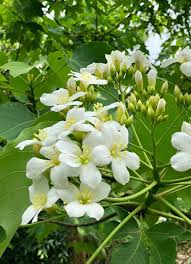 Image result for Vernicia