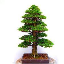 Subscribe and give it a. Home Garden Yard Garden Outdoor Living Sacred Japanese Cedar Tree Plants Bonsai Fir Flores Home Gardens 100 Pcs Seeds B