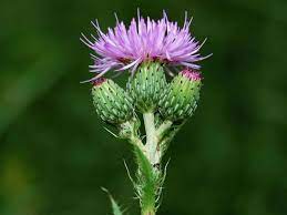 Cirsium Monspessulanum Montpellier Thistle World Of Flowering Plants Plants Planting Flowers Perennial Plants