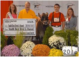 New York Cow Grand Champion of Premier National Junior Jersey Show