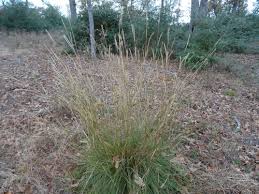 Image result for Elionurus tripsacoides