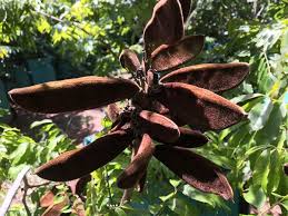 Image result for Millettia grandis