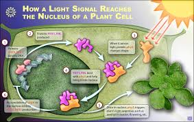 Plant cells are eukaryotic cells present in green plants, photosynthetic eukaryotes of the kingdom plantae.their distinctive features include primary cell walls containing cellulose, hemicelluloses and pectin, the presence of plastids with the capability to perform photosynthesis and store starch, a large vacuole that regulates turgor pressure, the absence of flagella or centrioles, except in. Multimedia Gallery How A Light Signal Reaches The Nucleus Of A Plant Cell Nsf National Science Foundation