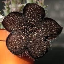 Image result for Tridentea marientalensis