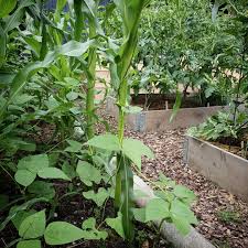 Mais Bohnen Und Kurbis Im Milpa Beet Und Die Tomaten In Den Palettenbeeten Daneben Wachsen Gerade Um Die Wette Man Kann Fast Zusc In 2020 Plants Instagram Vegetables