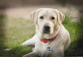 Please try to refresh the page. Daisy Mountain Labs