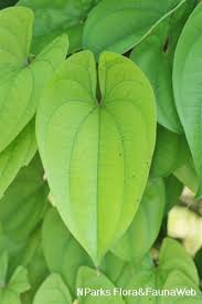 Image result for Dioscorea alata