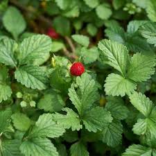 Image result for Duchesnea indica