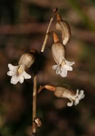 Image result for Gastrodia ballii