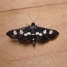 Image result for Disperis sp. nov. aff. macowanii