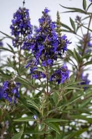 Image result for Vitex obovata
