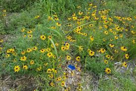 Maybe you would like to learn more about one of these? How To Turn Your Lawn Into A Wildflower Garden University Of Central Florida News