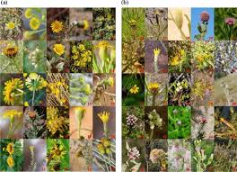 Image result for Blumea adamsii