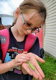 Praying Mantis Sighting in Connecticut Yard