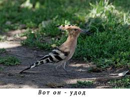 View the profiles of people named kate udod. Udod Ptica Goda Prioksko Terrasnyj Gosudarstvennyj Prirodnyj Biosfernyj Zapovednik
