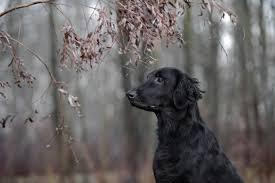 Flat coated retriever temperament and personality. Wie Ich Auf Den Hund Kam Der Flat Coated Retriever Im Portrait Fraupfote