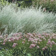 Image result for Artemisia sp.no.1