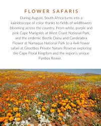 Image result for Priva curtisiae